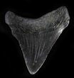 Bargain Megalodon Tooth - North Carolina #28509-1